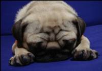Dog Lameness