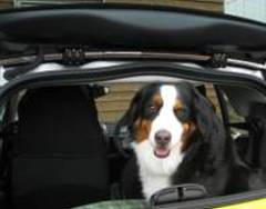 Dog Motion Sickness