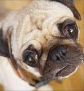 Pug