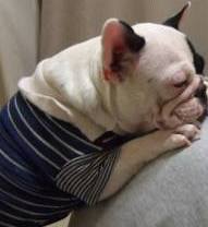 Funny Dog Stories