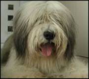 Dog Wheezing
