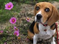 Rescue Remedy for Dogs