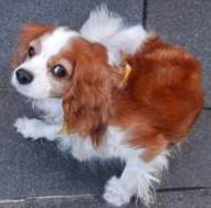 Dog Itchy Skin