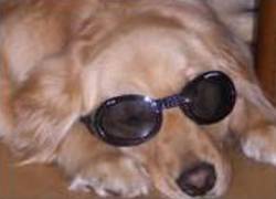 Dry Eye in Dogs