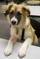 Pup of the Month