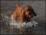 Enzymes for Dogs