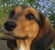 Canine Euthanasia