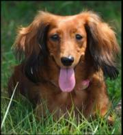 Fatty Acids for Dogs