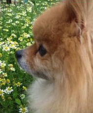 Flower Essences for Dogs