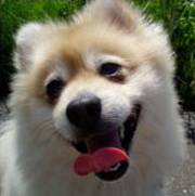 Funny Dog Jokes