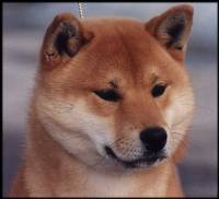 Giardia in Dogs Pic