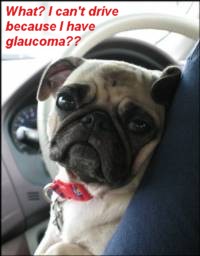 Dog Glaucoma