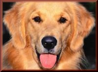 Vitamins for Dogs