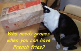 Grape Toxicity in Dogs
