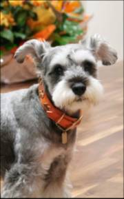 High Fiber Dog Food