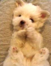 Choosing a Puppy