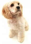 Dog Cancer