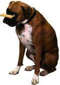 Dog Food