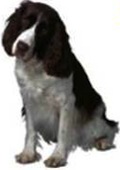 Dog Health