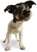 Puppy Care