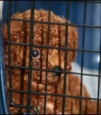 Kennel Cough