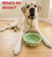 Natural Organic Dog Food