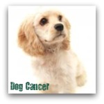 Cocker Spaniel