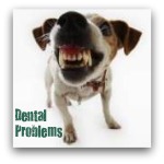 Dog Showing Teeth