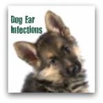 German Shepherd Puppy