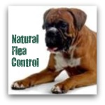 Boxer Dog