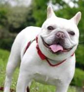 Pancreatitis in Dogs