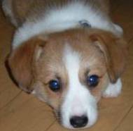 Puppy