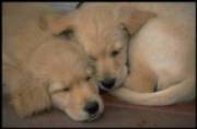 Fatty Acids for Dogs
