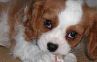 Puppy Baby Teeth