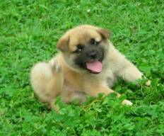 Puppy Scratching