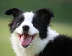Resveratrol benefits for dogs