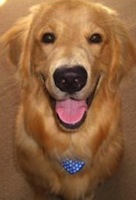 Canine Seizure Remedies