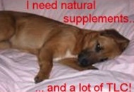 Natural Supplements for a Dog Pic