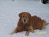 Paddy loves the snow
