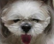 Dog Vomiting Remedies