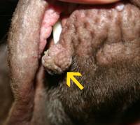 Dog Warts