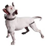 Dog Hyperactivity