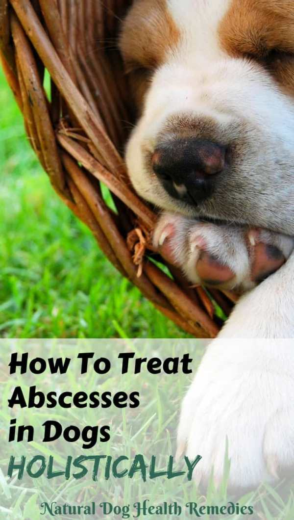 How to Treat Abscess on Dogs