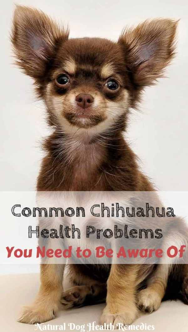 Common Chihuahua Health Problems