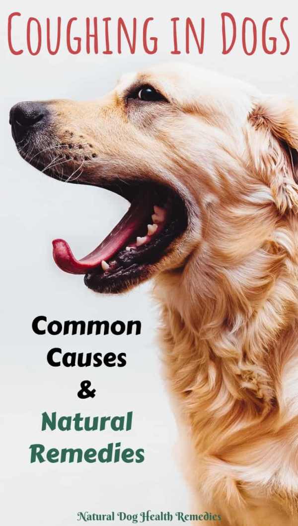 What Causes Coughing in Dogs?
