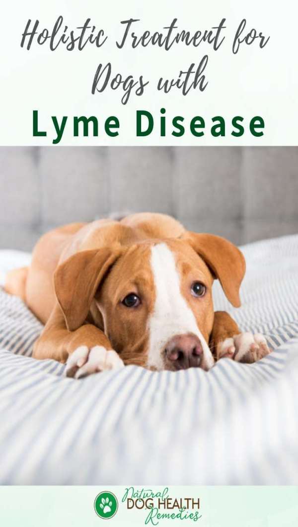 Dog Lyme Disease Treatment