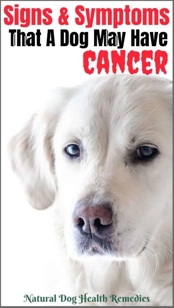 10 Symptoms of Dog Cancer