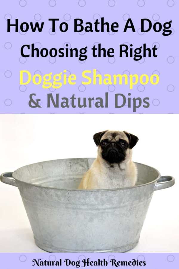 How to Bathe a Dog