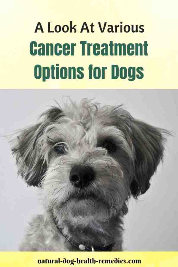 Cancer Treatment Options for Dogs