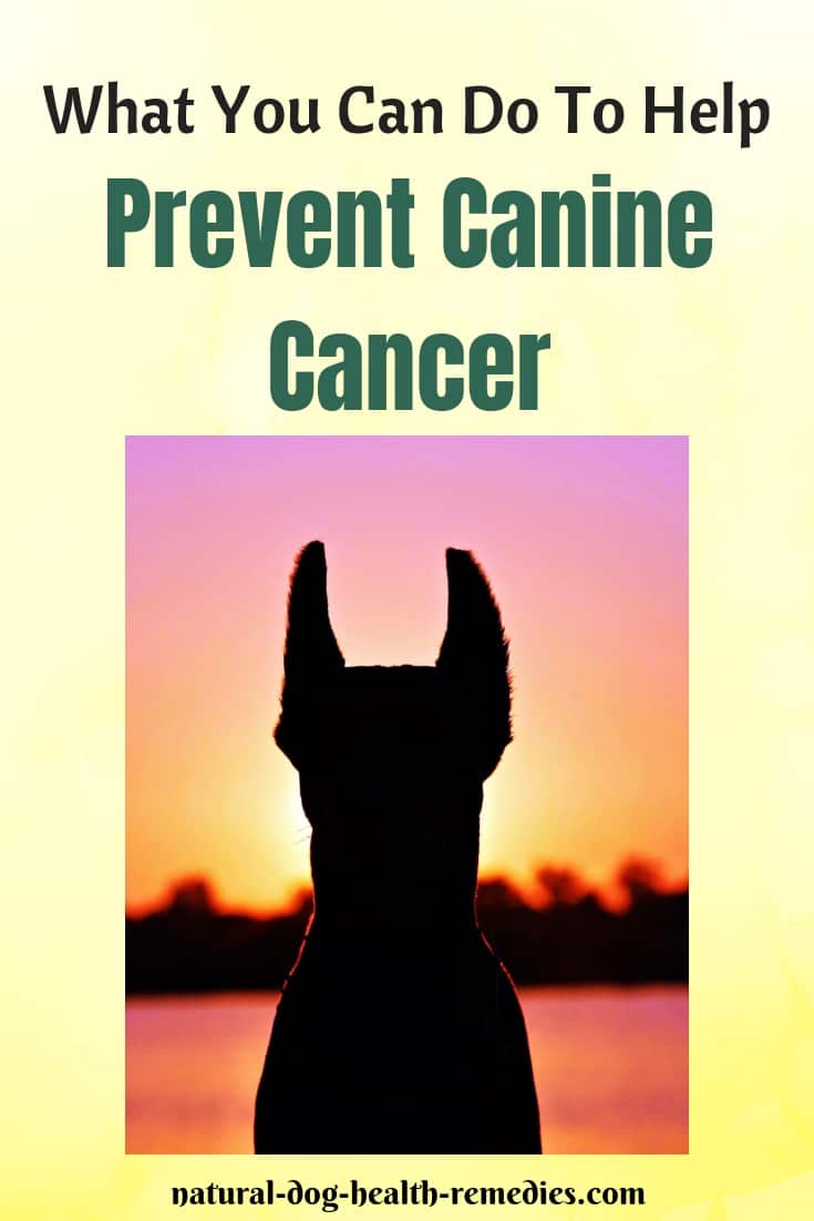 Do These Things To Prevent Canine Cancer